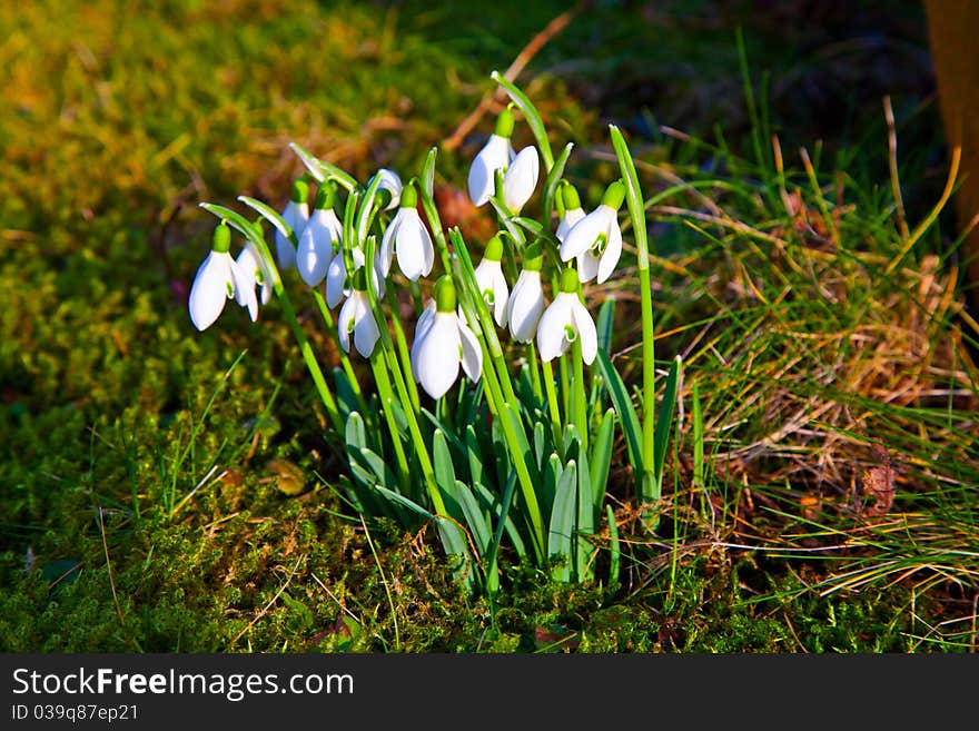 Snowdrops in the grass