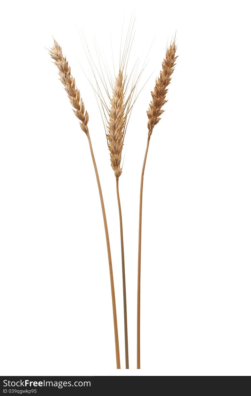 Wheat Ears