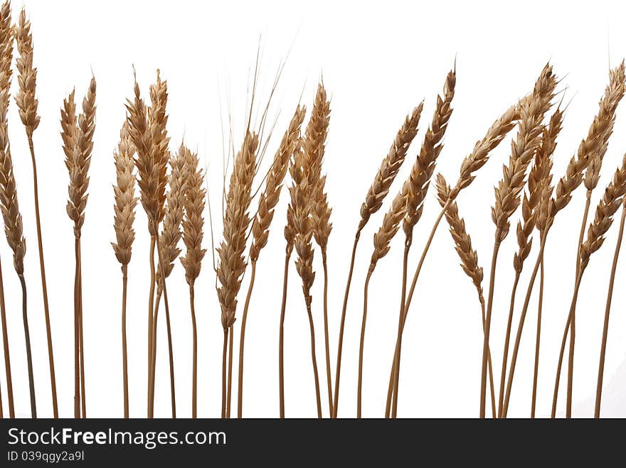 Wheat ears