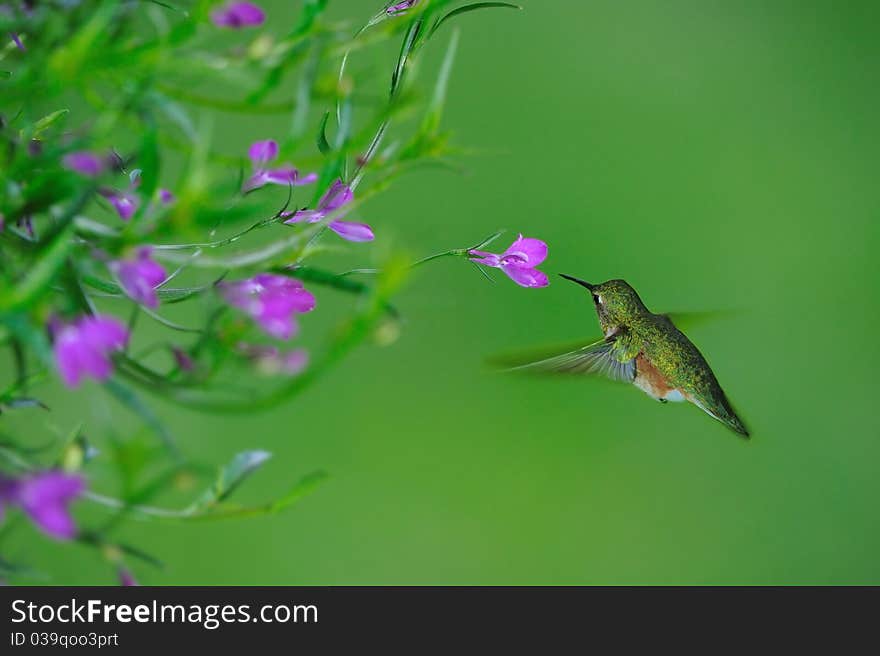 Hummingbird feeding nectar at flowers. Hummingbird feeding nectar at flowers