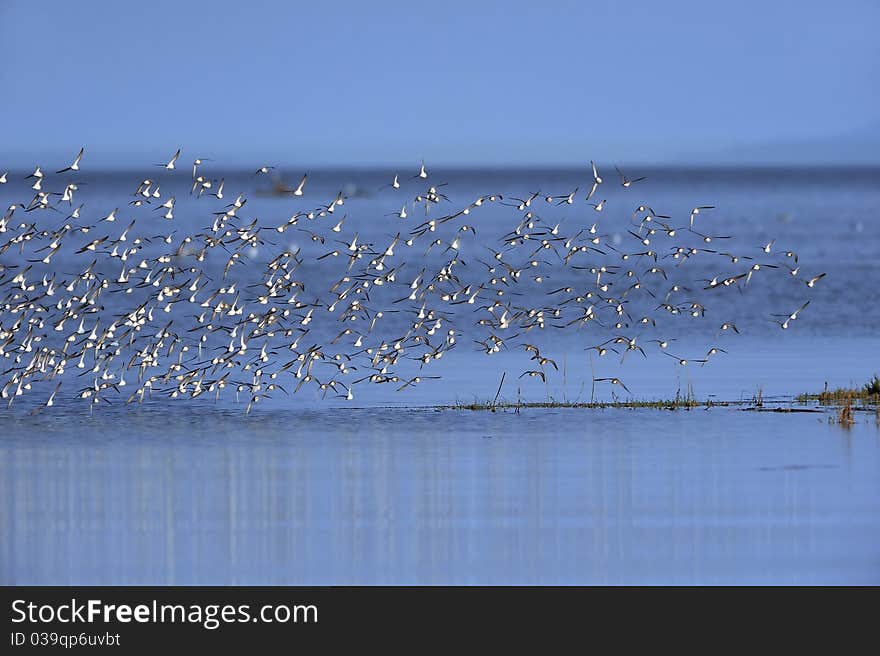 Flock of Dunlin