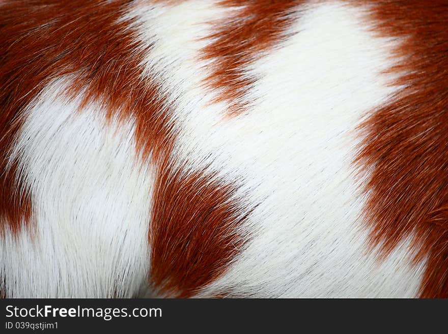 Fur of a mountain goat close up for a background. Fur of a mountain goat close up for a background