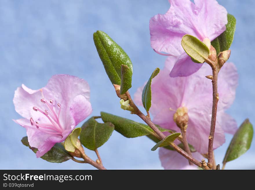 Rhododendron dauricum in blossom on blue background