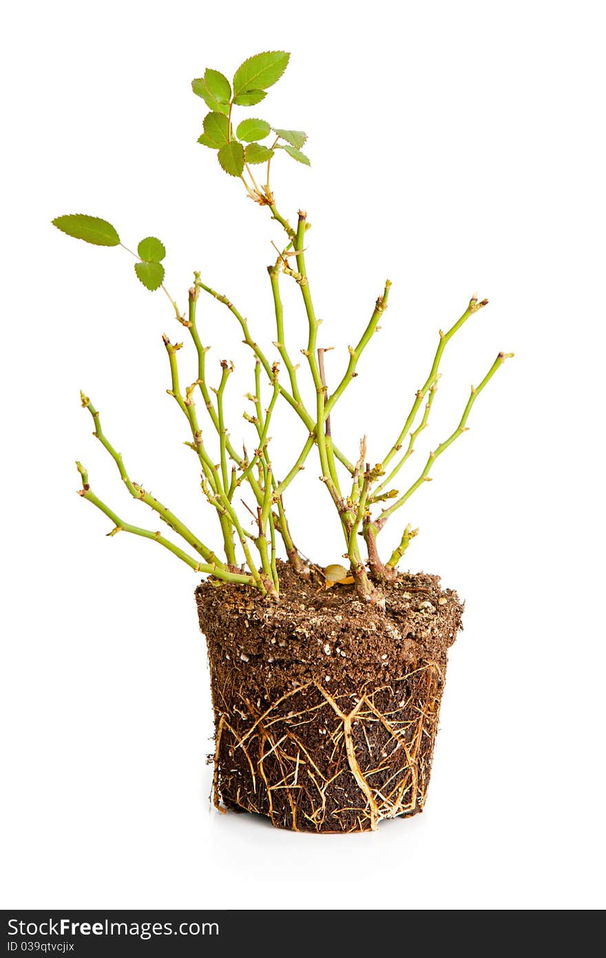 The bush of a decorative rose extended from a flowerpot. The bush of a decorative rose extended from a flowerpot