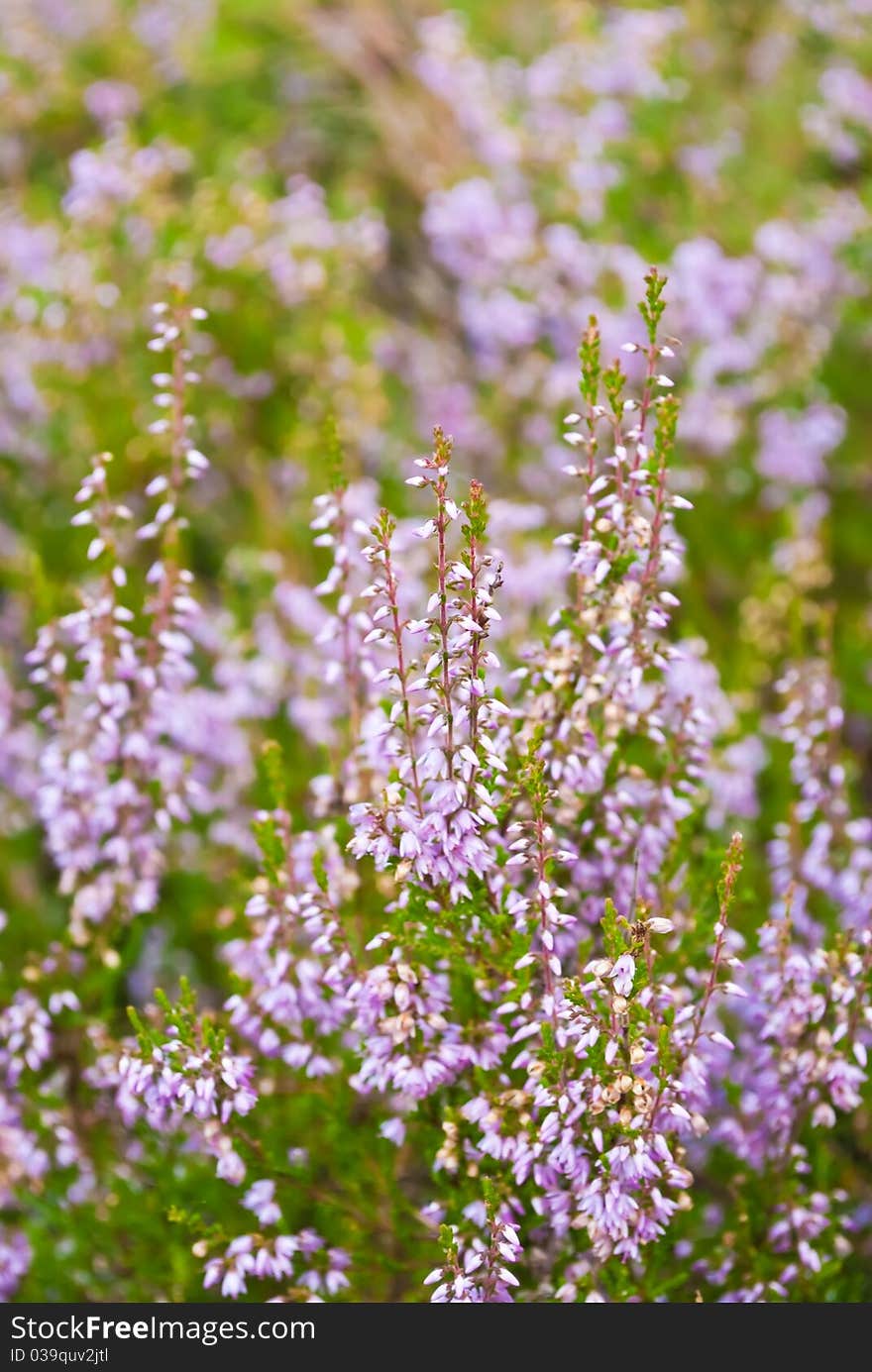 Heather (Callúna vulgáris) in blossom