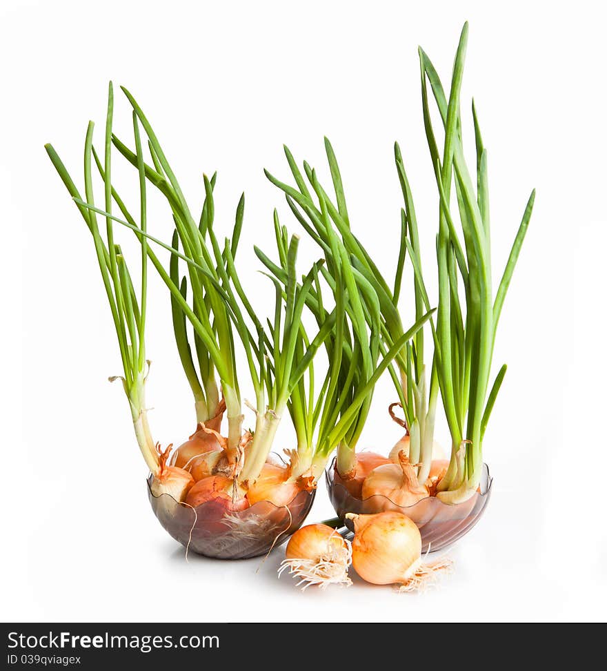 Spring onion isolated on white background. Spring onion isolated on white background.