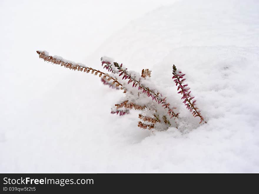 Overcoming concept: heather growing from snow