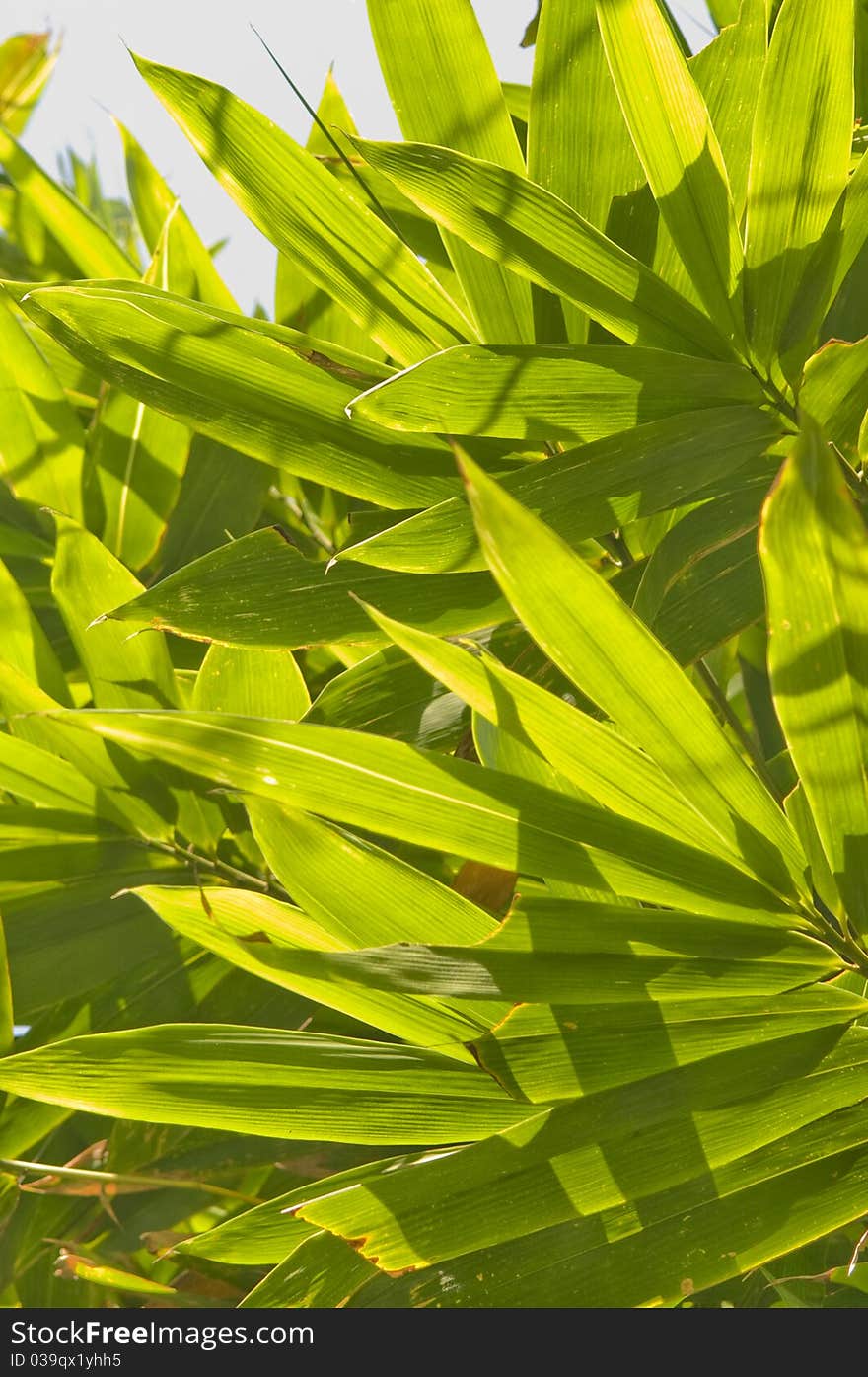 Leafs of palm tree in sunlight