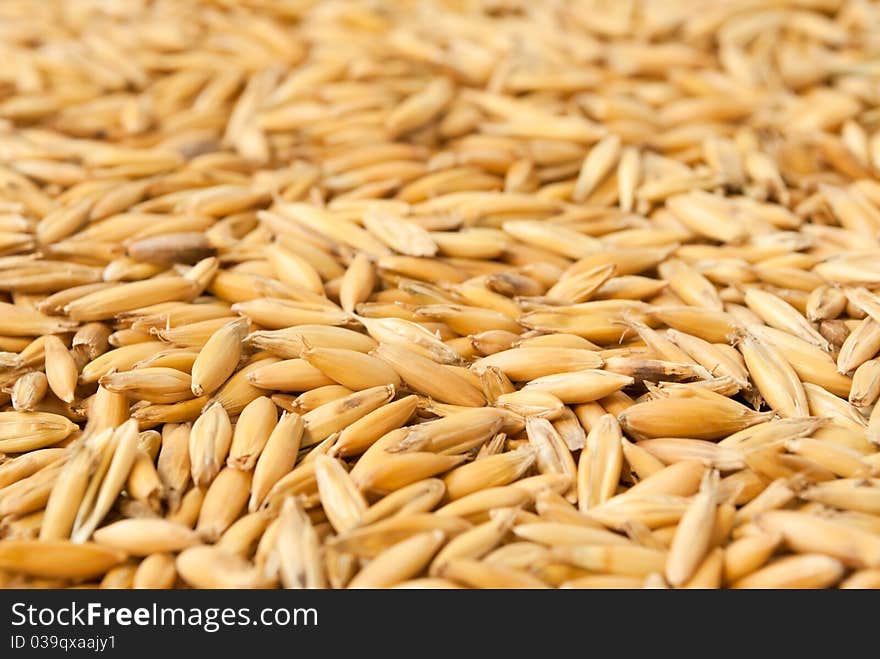 Ripe grains of oat