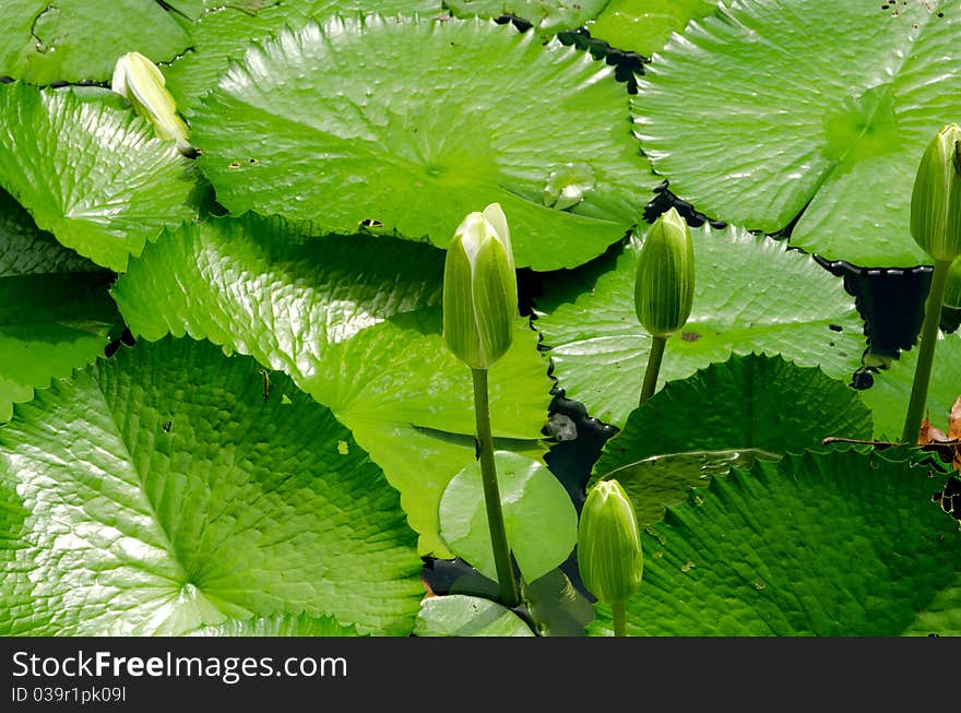 The full of green waterlily in pond. The full of green waterlily in pond