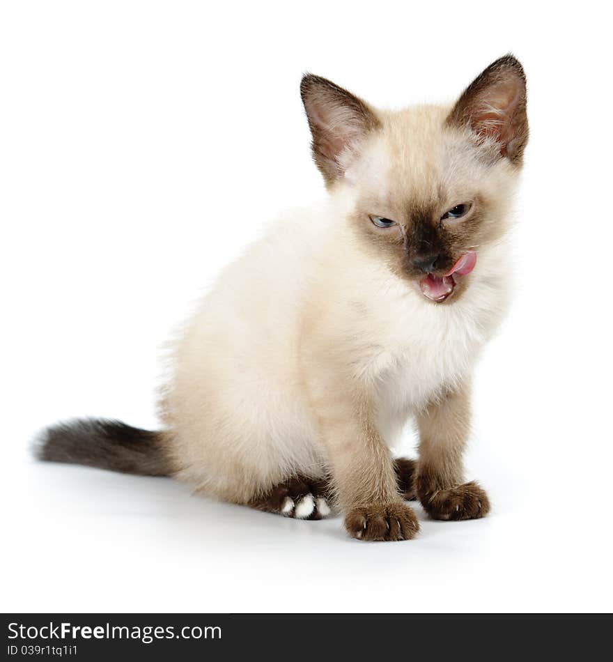 Funny playful siamese kitten on white background. Funny playful siamese kitten on white background