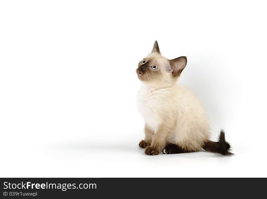 Funny playful siamese kitten on white background. Funny playful siamese kitten on white background