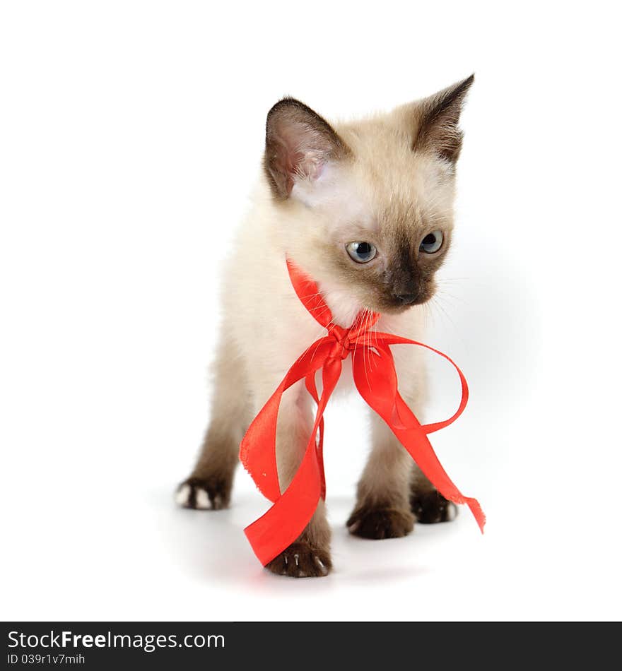 Funny playful siamese kitten on white background. Funny playful siamese kitten on white background