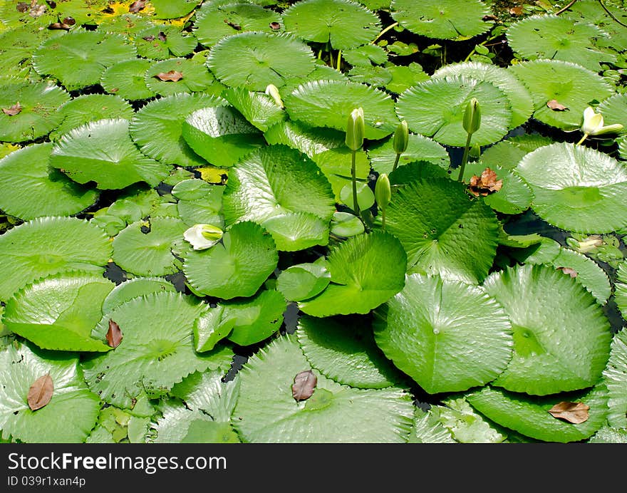 The full of green waterlily in pond. The full of green waterlily in pond