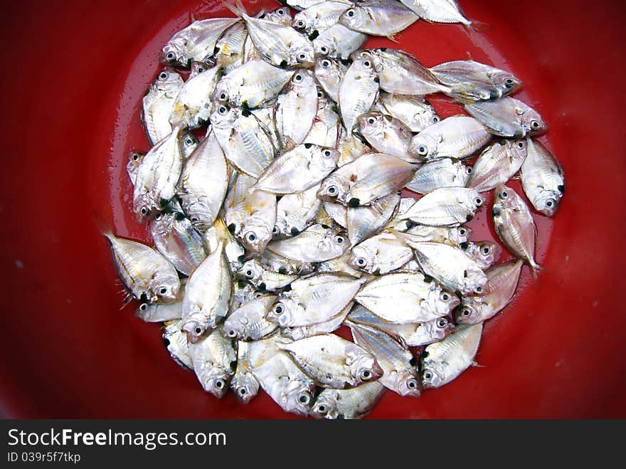 Marine fish, marine fish from the sea salvage back, very fresh; now lying in the market, waiting for people to purchase. Fish, is that people particularly like to eat marine life.