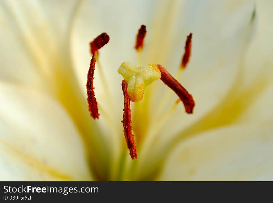 White lily close-up