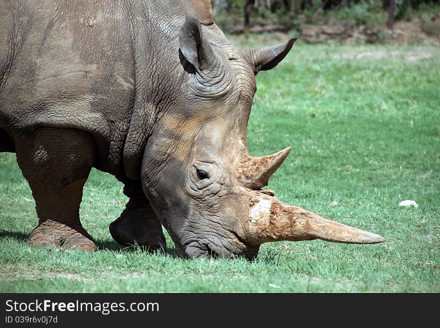 Rhinoceros eating grass in Texas safari park