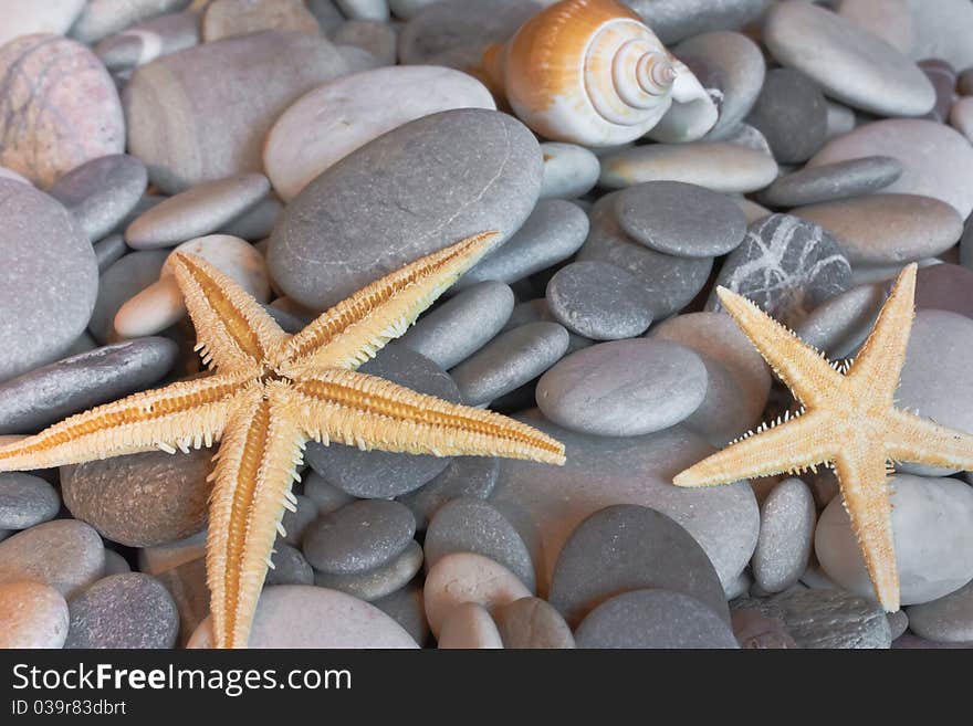 Starfish on pebbles