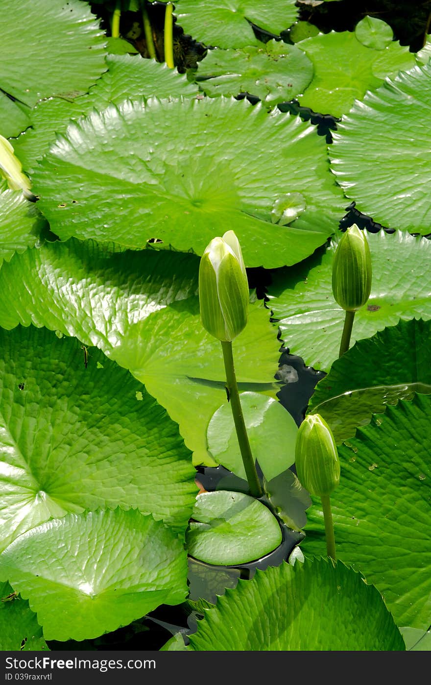 The full of green waterlily in pond. The full of green waterlily in pond