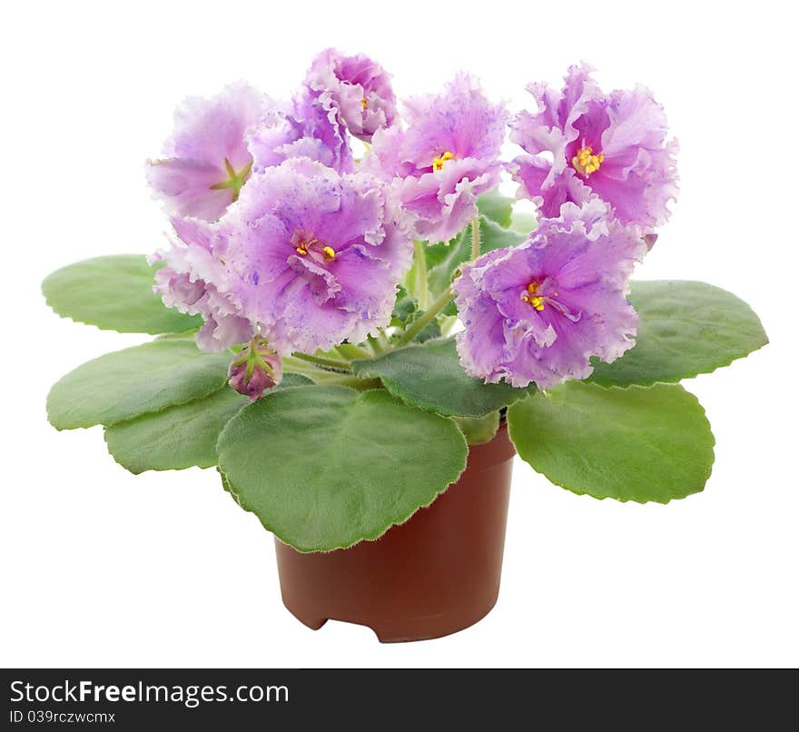 Blossom saintpaulia on white background