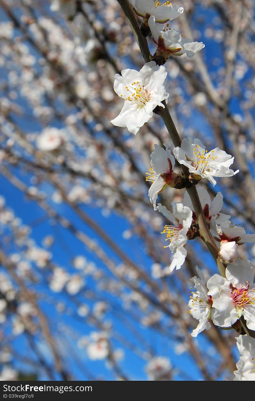 Beautiful Spring almond flowers blossom in full bloom against clear blue sky. Beautiful Spring almond flowers blossom in full bloom against clear blue sky