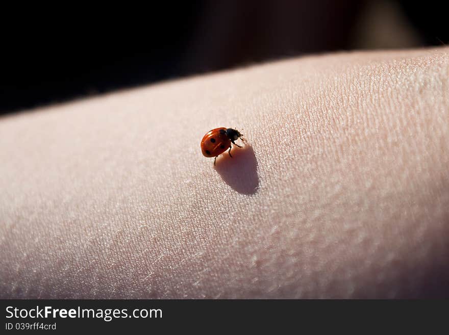 Ladybug on a human hand, macro