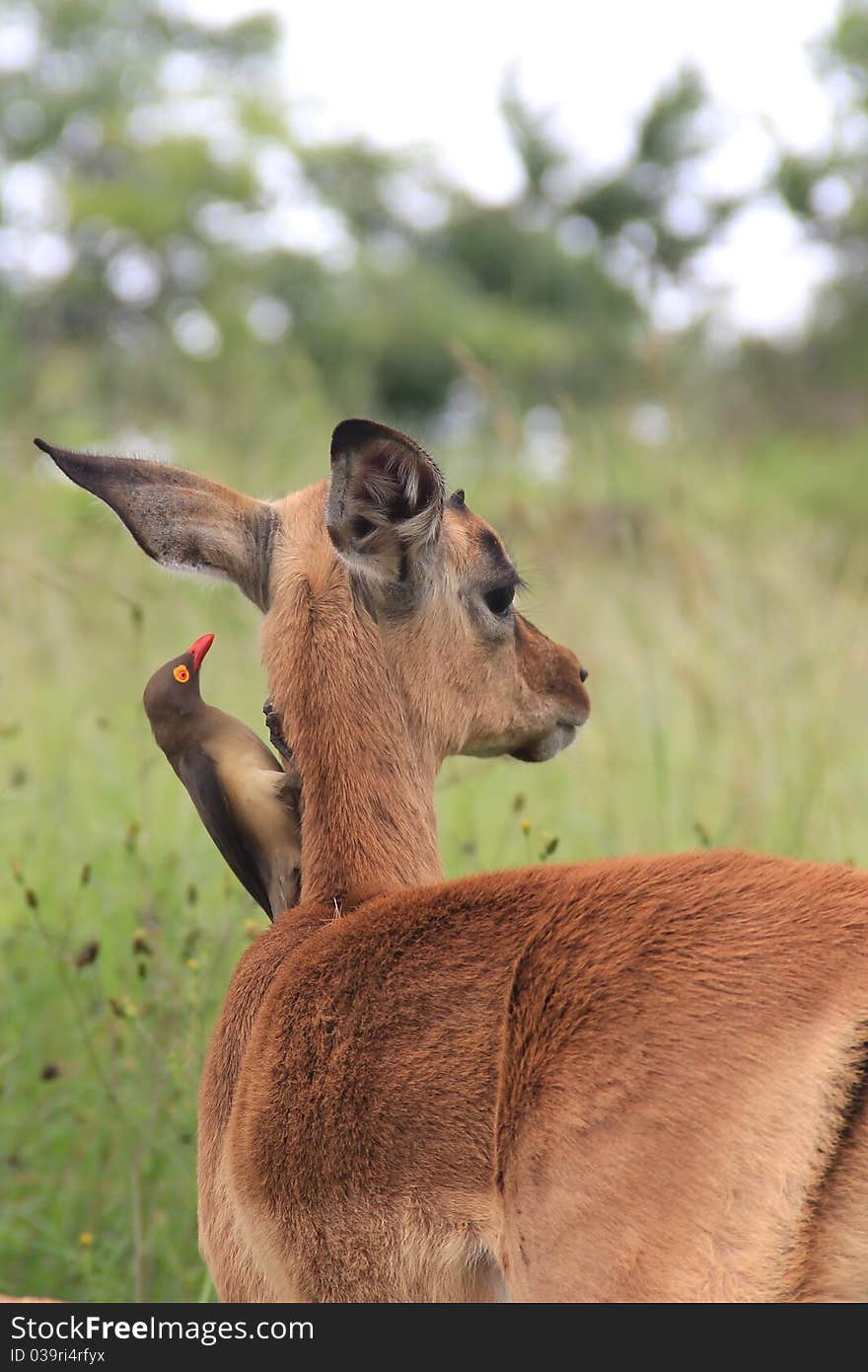 Baby impala with Oxpecker bird