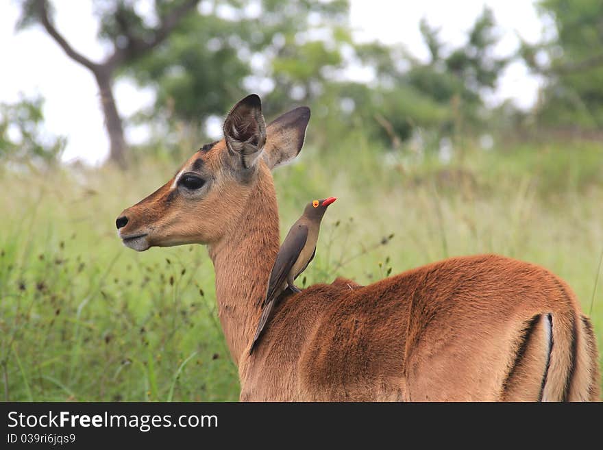 Baby impala and Oxpecker bird