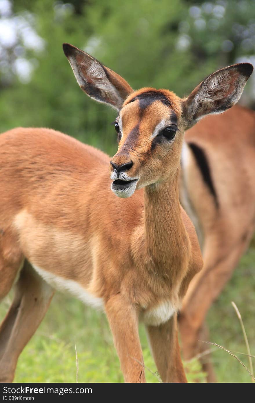 Baby impala among his herd