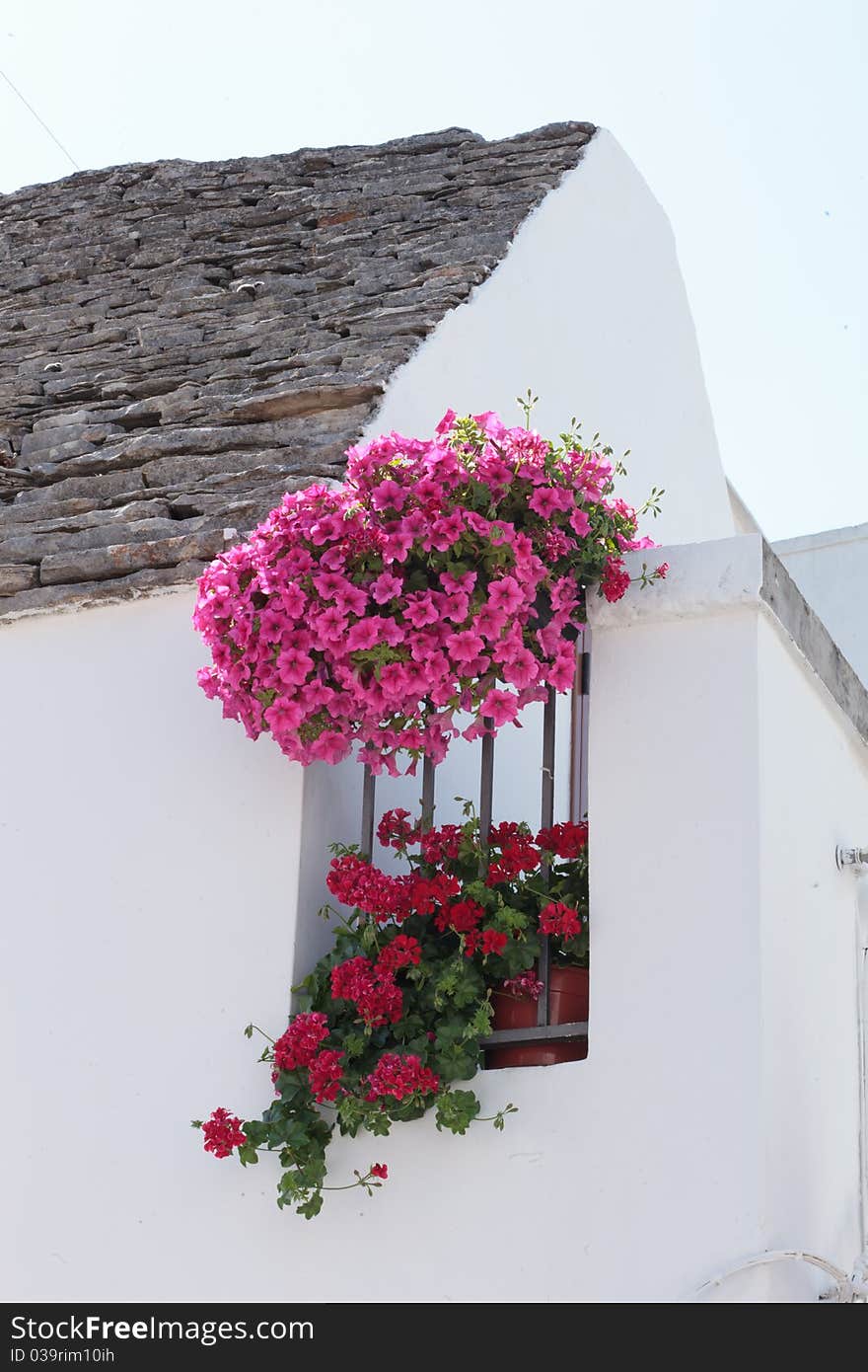 Pink and red flowers on a white wall in Italy. Pink and red flowers on a white wall in Italy