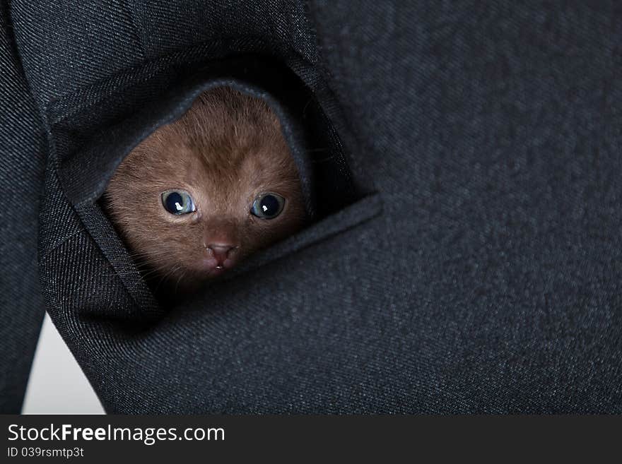 A funny scottish fold kitten in the pocket