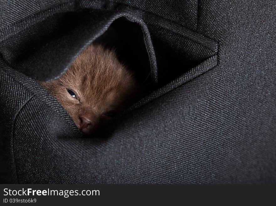 A funny scottish fold kitten in the pocket