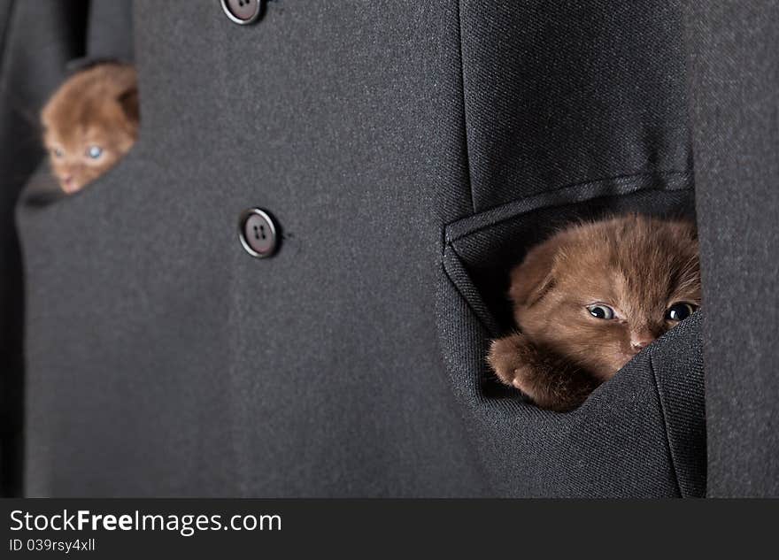 Kittens are in a jacket pockets