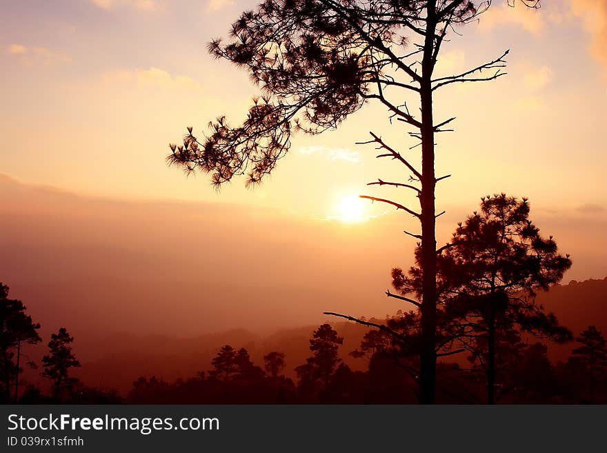 Tree and sunset at Huang Num Dung,Thailand