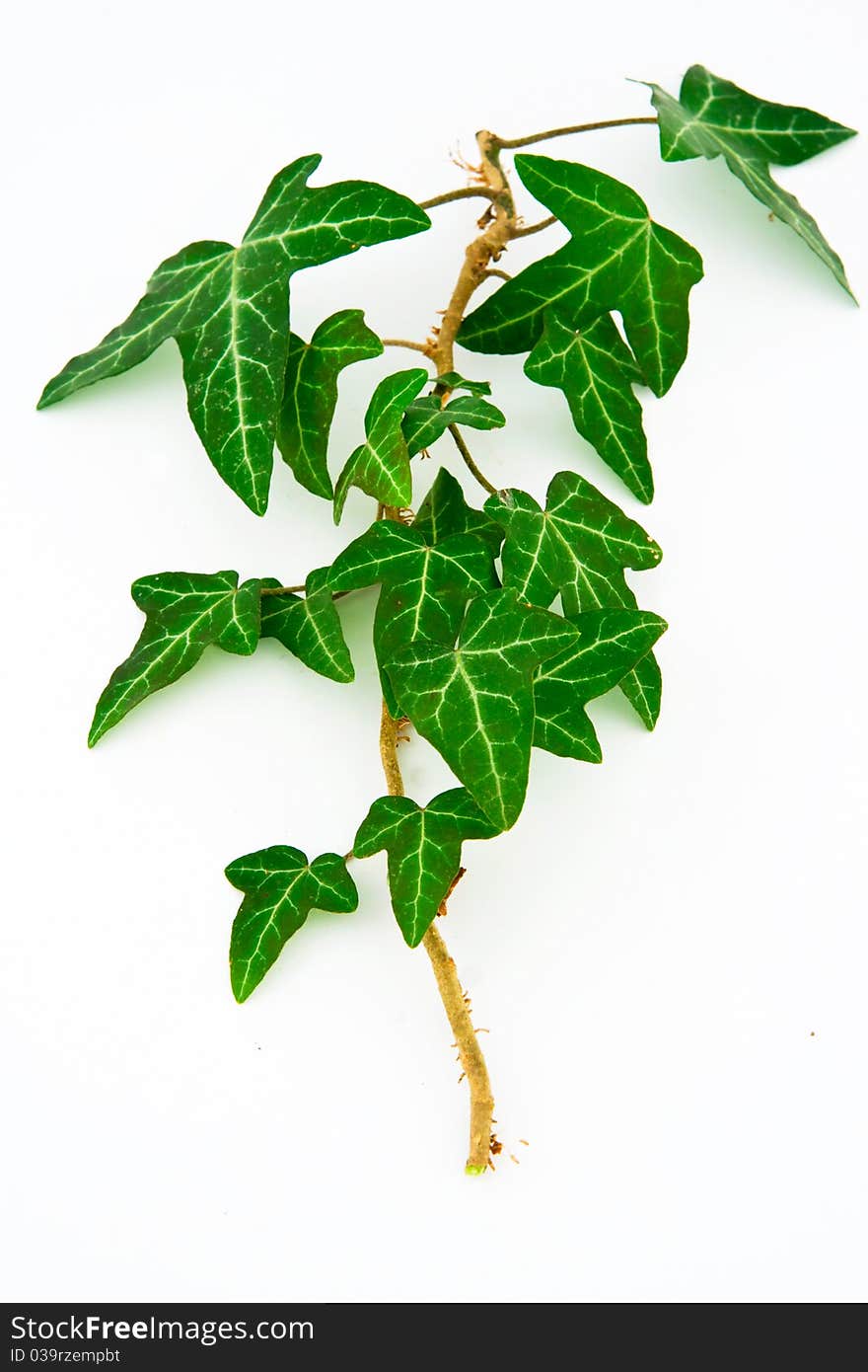 Green ivy isolated on white background