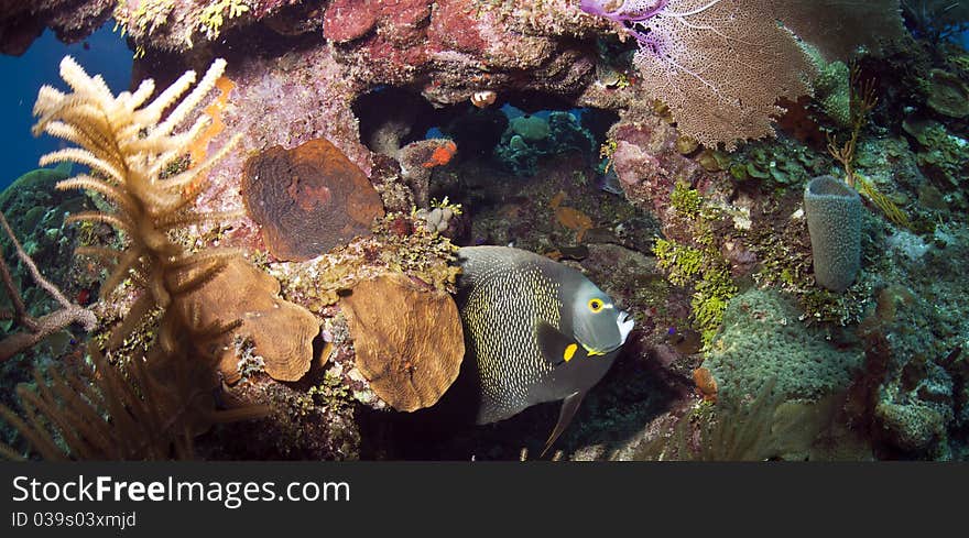 Underwater off the coast of Roatan Honduras - French Angelfish (Pomacanthus paru). Underwater off the coast of Roatan Honduras - French Angelfish (Pomacanthus paru)