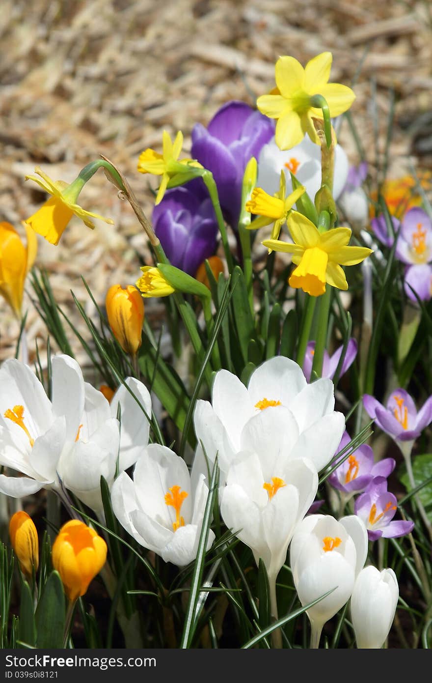 Some multi-colored snowdrops, crocuses , against a green grass.