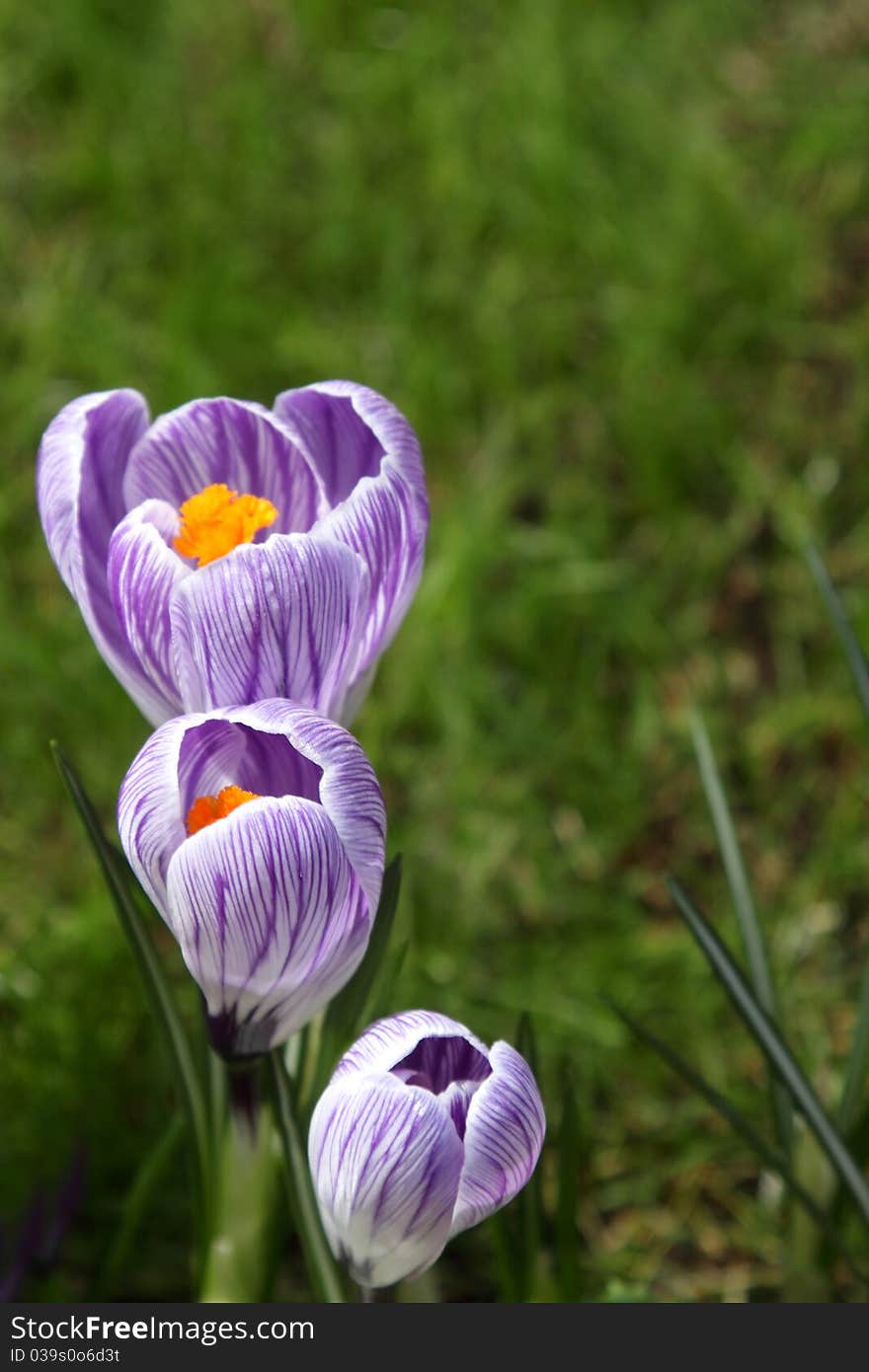 Some multi-colored snowdrops, crocuses, against a green grass.