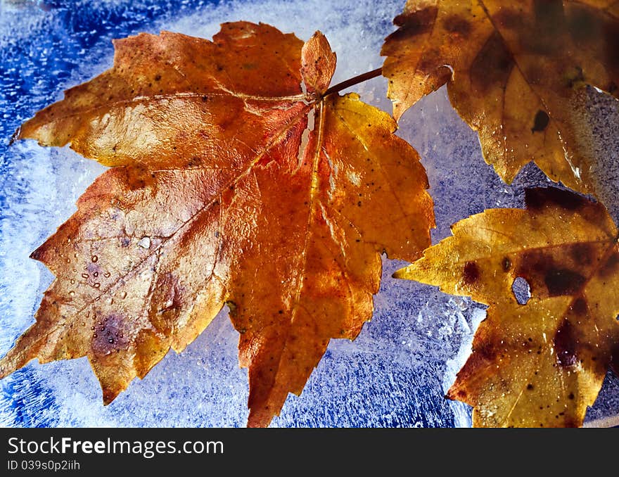 Maple leaves in ice