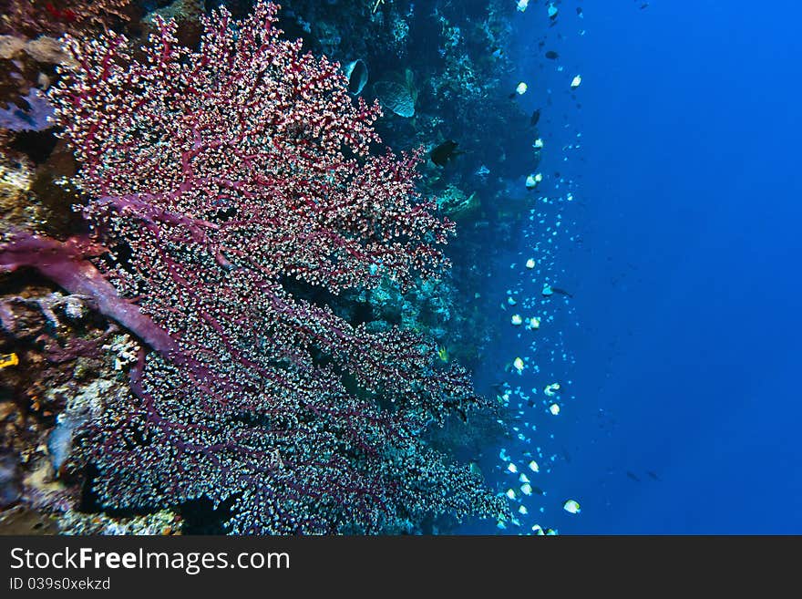 Deep water Gorgonian fan living on a coral wall off the coast of Bunaken