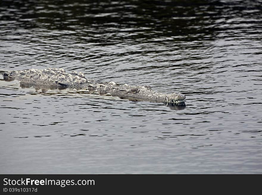 American Crocodile