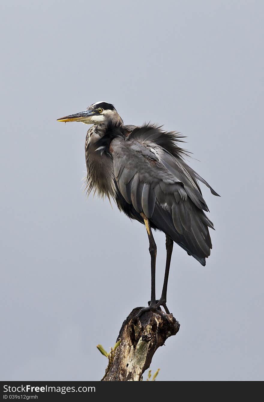 Great Blue Heron (ardea Herodias) in Everglades National Park in Florida