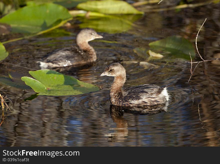 Pied-billed Grebe (Podilymbus Podiceps)