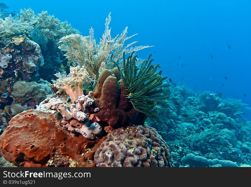 Coral gardens off the coast of Bunaken island. Coral gardens off the coast of Bunaken island