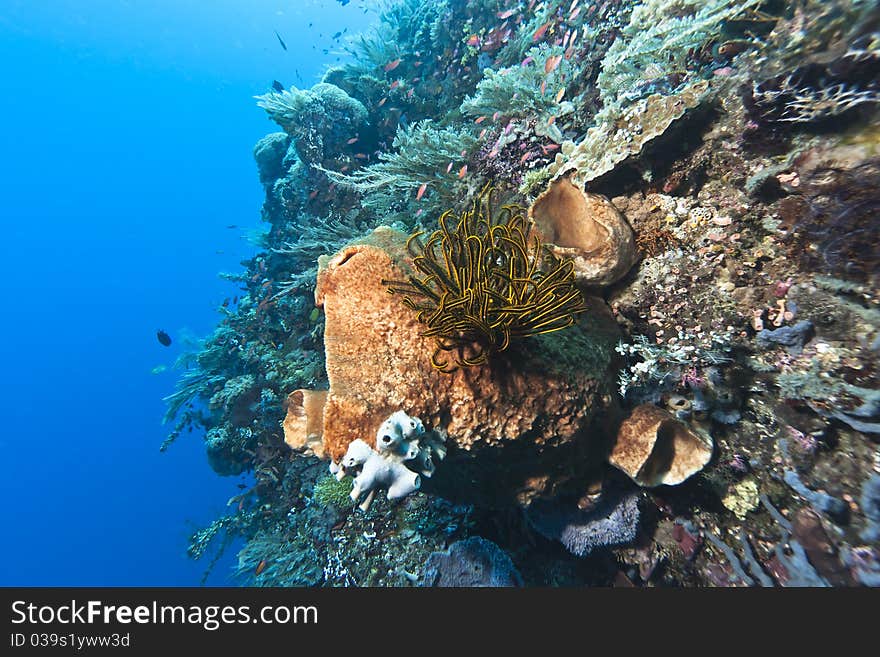 Coral gardens off the coast of Bunaken island. Coral gardens off the coast of Bunaken island