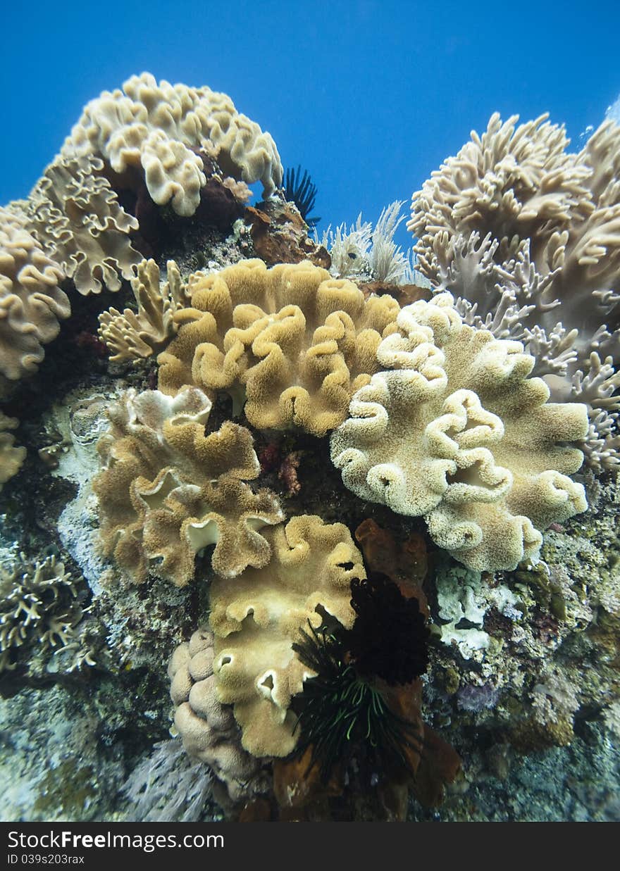 Coral gardens off the coast of Bunaken island. Coral gardens off the coast of Bunaken island