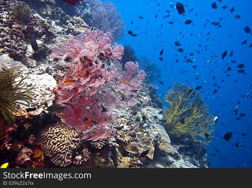 Coral gardens off the coast of Bunaken island  with Gorgonian sea fans. Coral gardens off the coast of Bunaken island  with Gorgonian sea fans