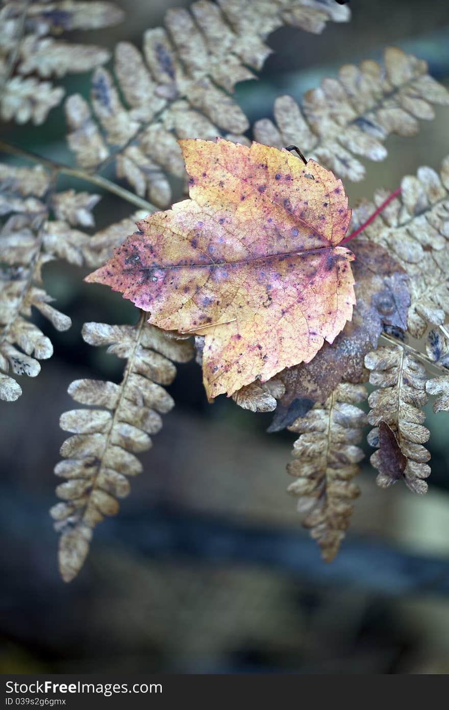 Autumn leaf on fern