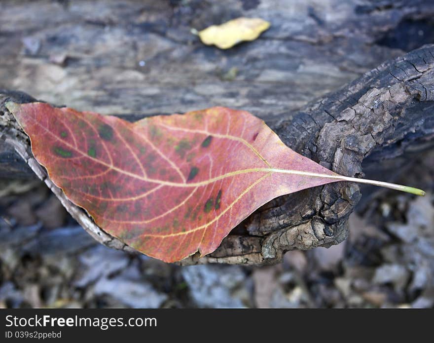 Autumn leaf on log