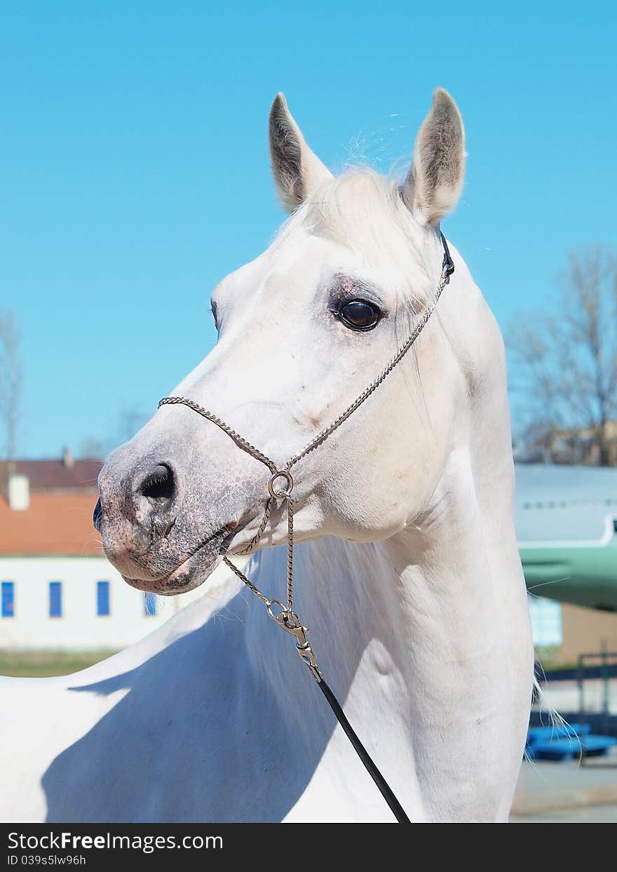 Portrait of the white arabian horse from exhibition